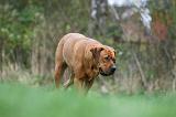 TOSA INU 516